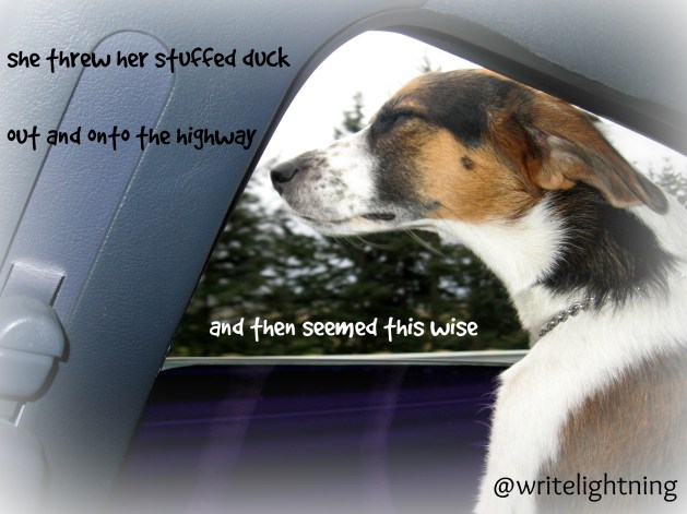 writelightning.beagle