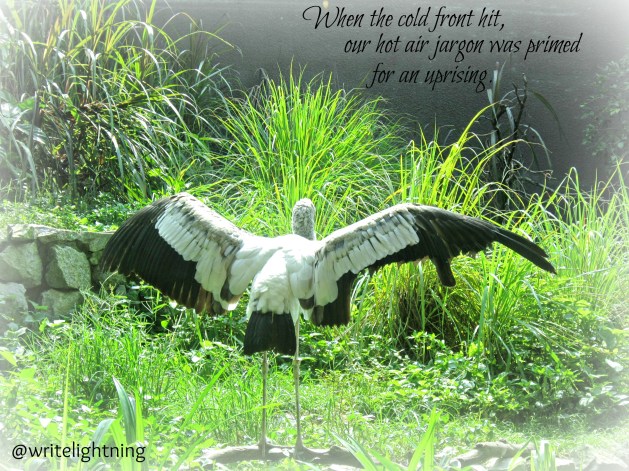 writelightning.crane